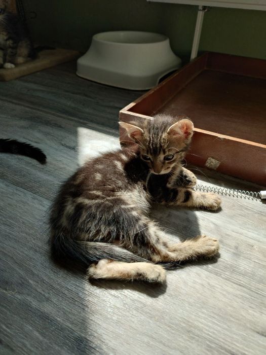 Похож на бенгала. Котёнок бесплатно