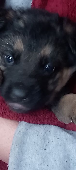 продам цуценят німецької вівчарки