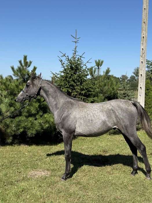 Ogier arabski - Kapitano oo - RFI FARID oo - SHANGHAI EA oo