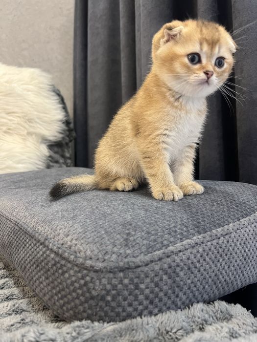 Шотландські кошенята, золота шиншила, скотіш фолд