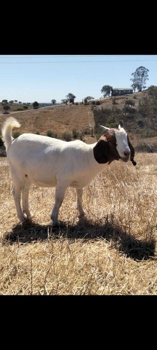 Cabras boer pura e cruzada