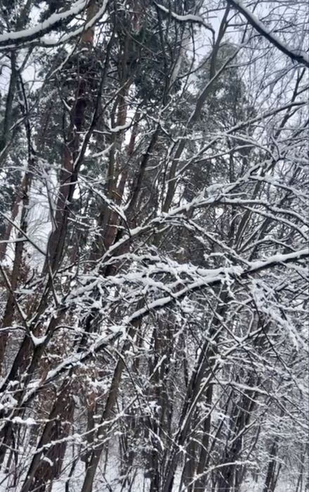 Земельна ділянка 2 Га!!! Копилів ! Терміново!