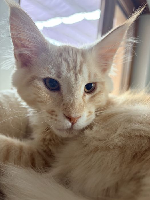 Maine coon - kocurek Yoda