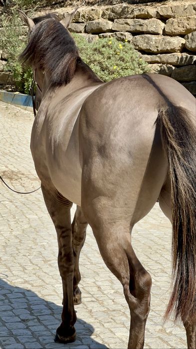 Poldro Lusitano Puro - Potro Bay Blue book Complet Ortigao coast lines