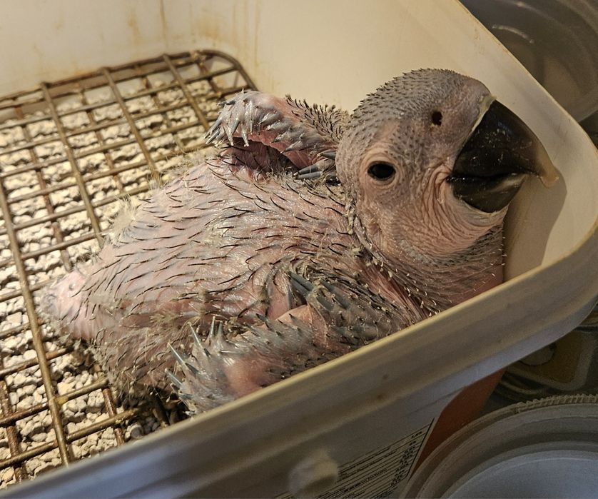 Arara Ararauna 2 meses  para criar a mão - Fêmea