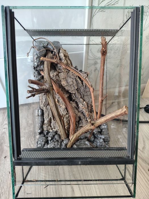Terrarium dla patyczaka,liśca