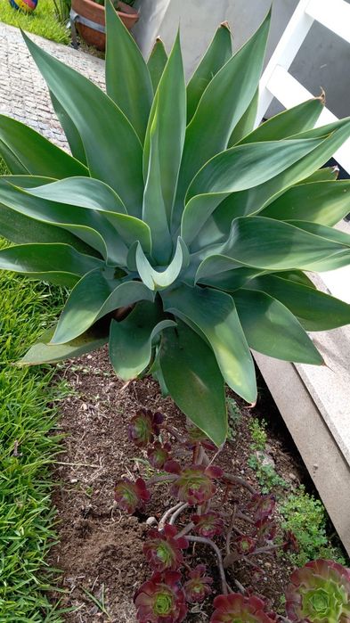 Agave attenuata  planta jardim