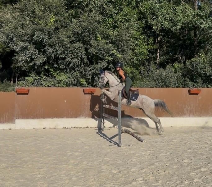 Cavalo com 9 anos a saltar