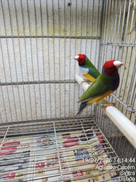 Casal Diamante Gould