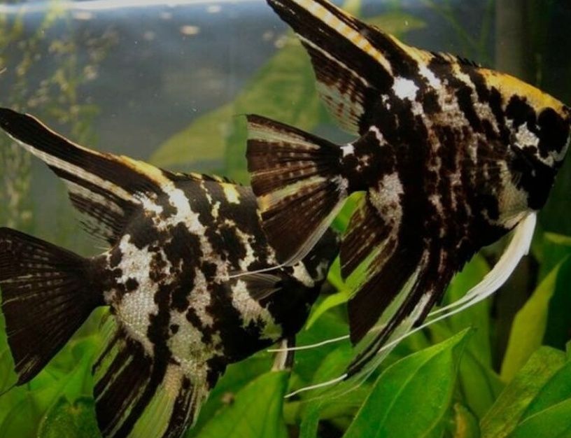 Скалярія скалярия полосата платинова петушок