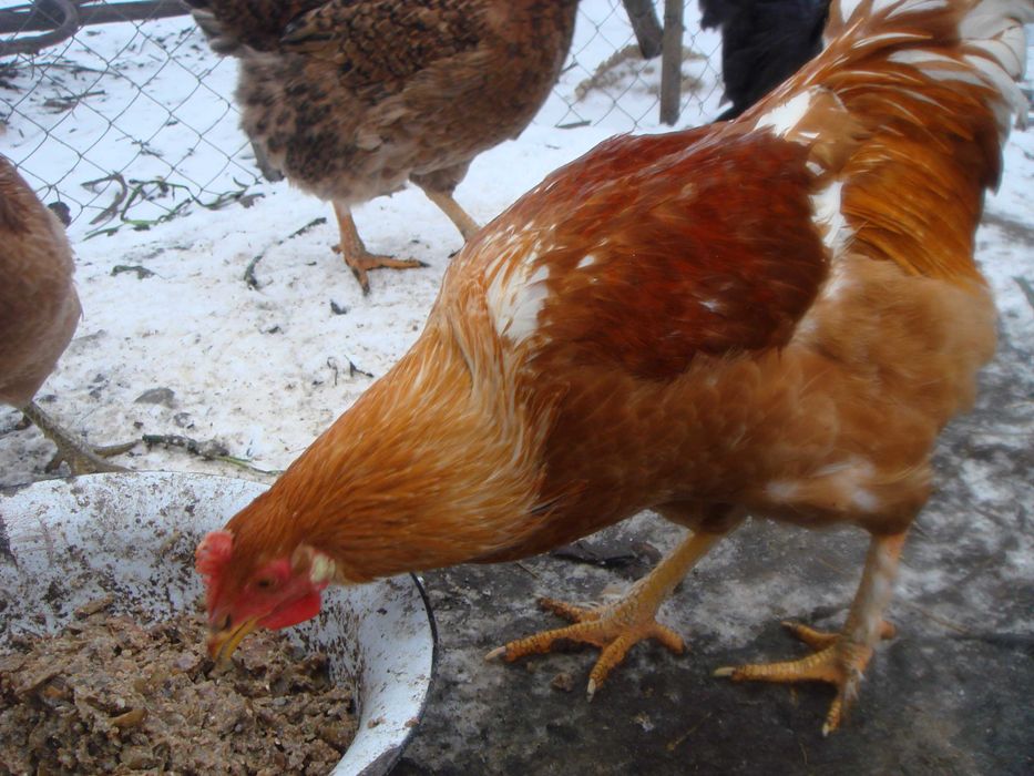 Продам молодих пiвнiв