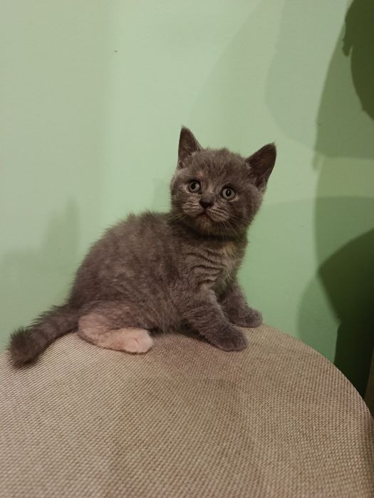 Скоттіш фолд, скоттіш страйт