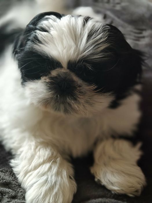 Suczka i piesek Shih Tzu odrobaczone z rodowodem posiadają chip