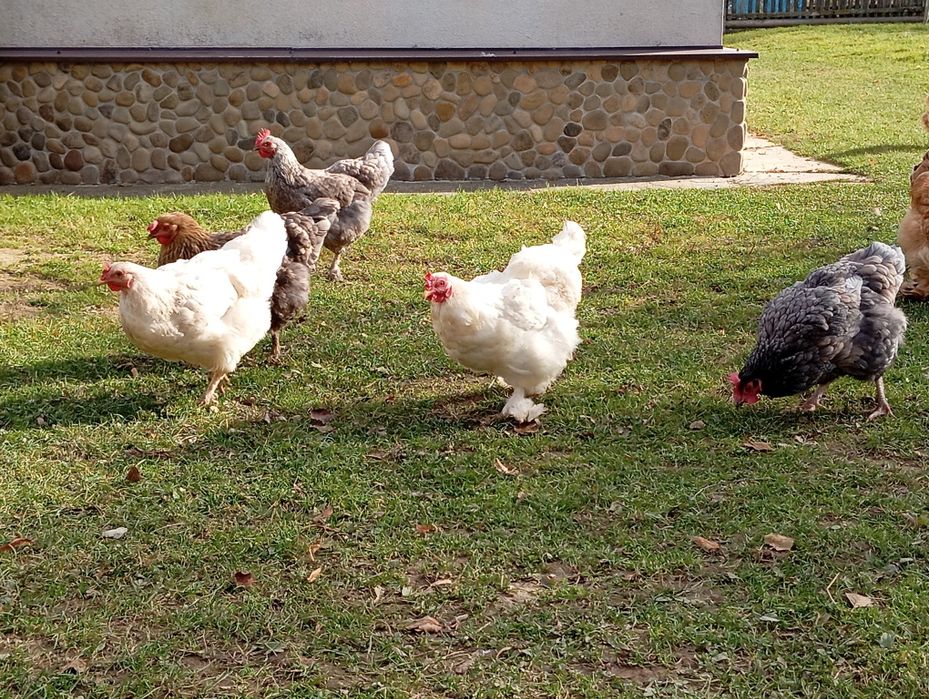 Кури домашні молоді