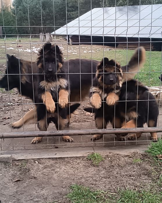 Owczarek Niemiecki Długowłosy suczka