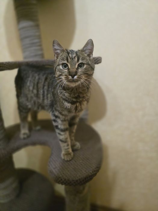 Котик в добрі ручки!