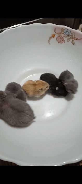 Джунгарский хомяк (хомячата ) голубого, чёрного, бежевого окрас