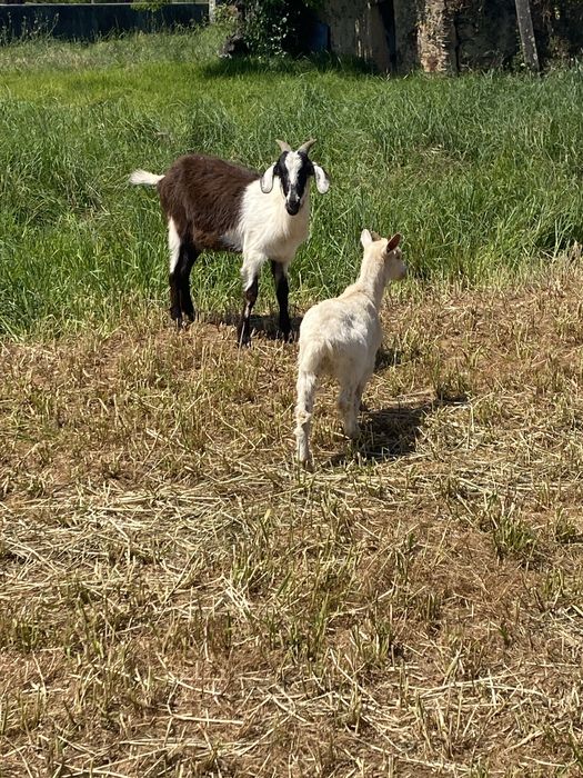 Cabras e chivo raça grande