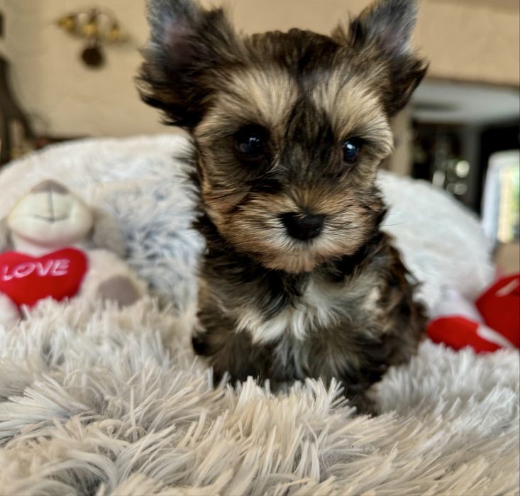 Yorkshire terrier piesek ur.01.04.25