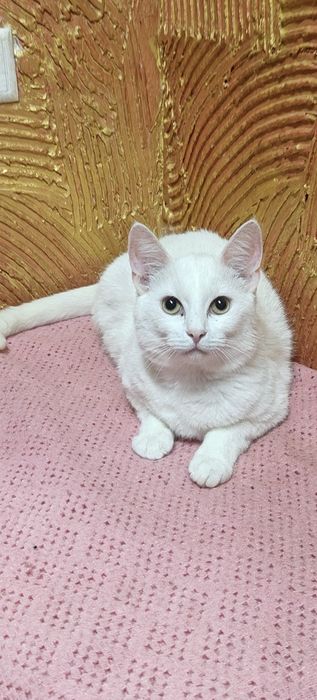 Британська біла короткошерстна