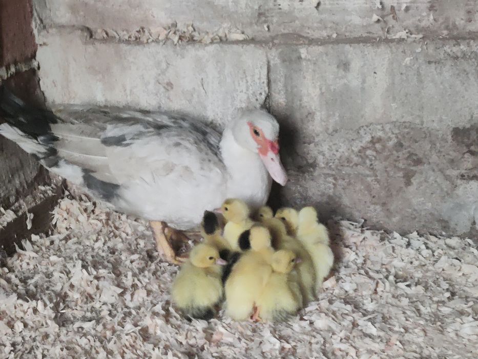 Patos bebés para ceder