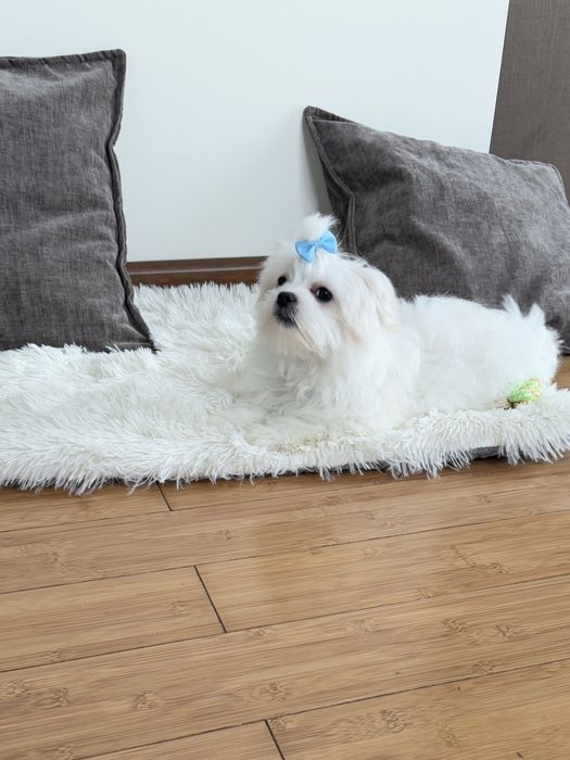 Maltańczyk komplet szczepień piesek Szafir