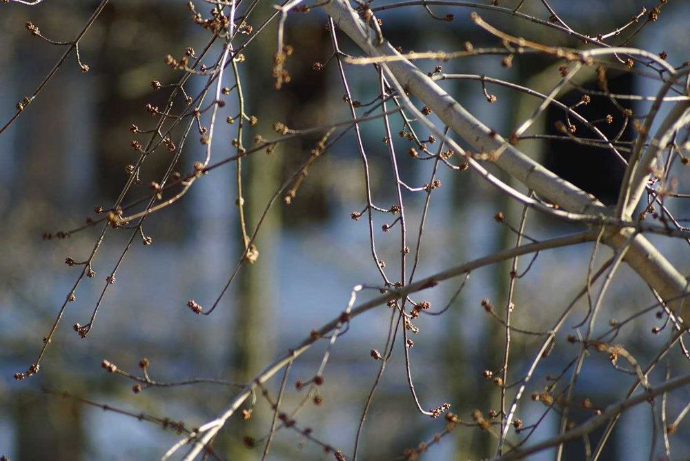 Pentacon 300/4 19 пелюстків різьба М42