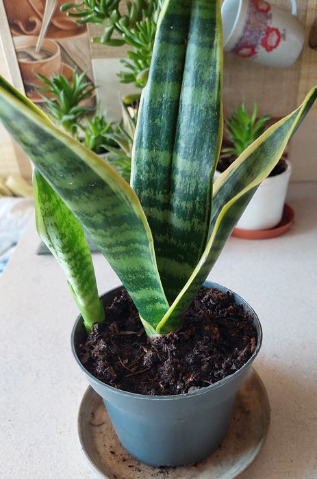 Oddam za darmo kwiatki