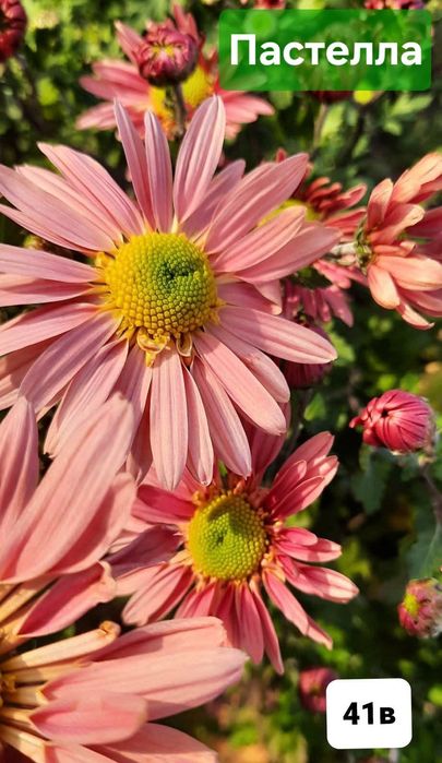 Набір з 6 кущів хризантем. Багаторічні квіти