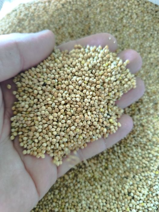 Proso białe 25 kg dla gołębi papug jako karma
