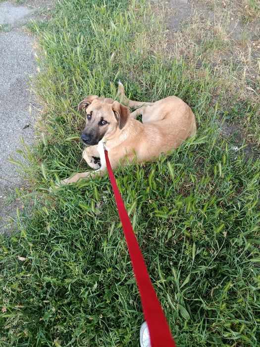 Cadela serra da estrela