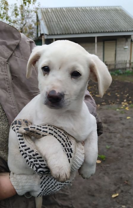 Цуценя даром 1.5 - 2 місяці