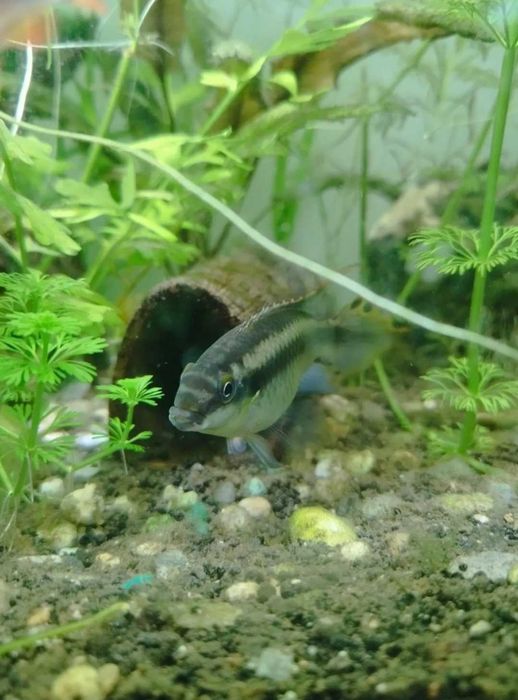 Peixes kribensis