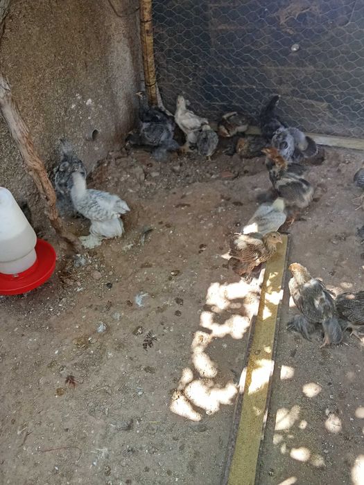 Cedo pintos brahama puros , machos e fêmeas