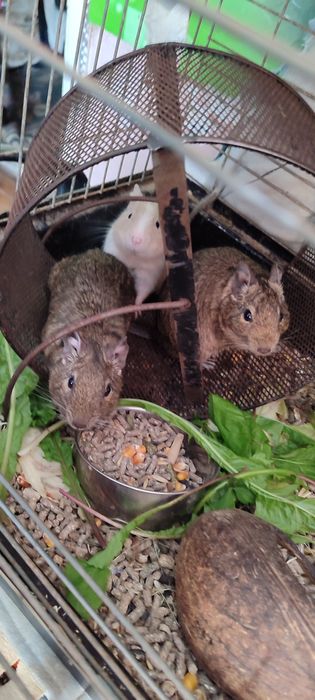 Декоративні гризуни піщані щурики