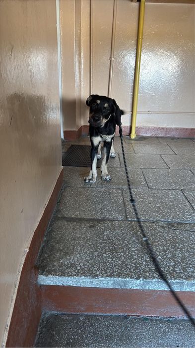 Oddam Sunie za darmo