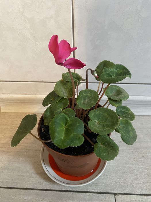 Пропоную різні домашні кімнатні рослини