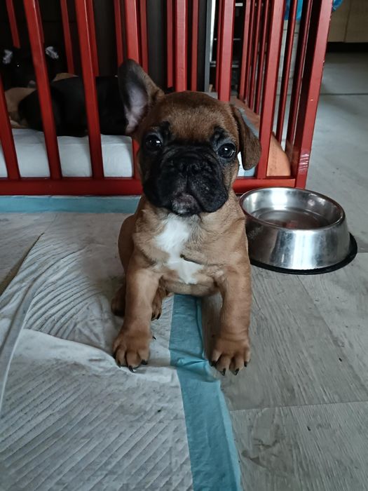 Buldog Francuski Szczeniak Piesek