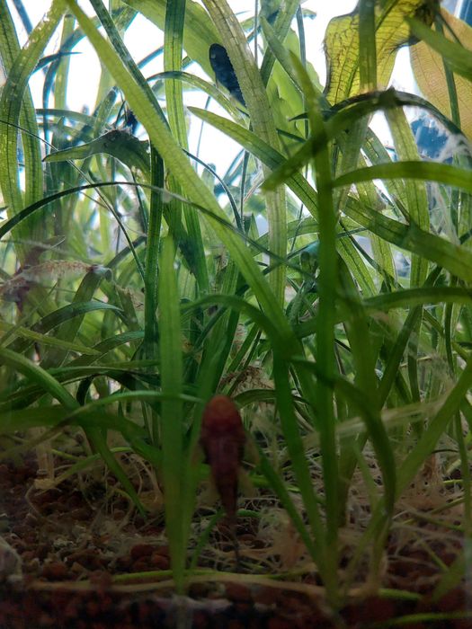 Анциструс, сом Папуга рибки