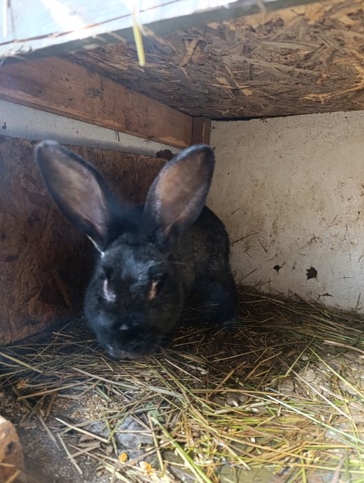 Продам кроликов молодняк