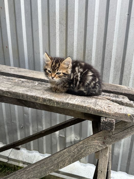 Котенята всі  пухнасті