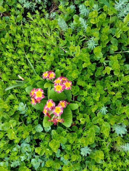 Грунтопокривні рослини. седум (очиток), вербейник.