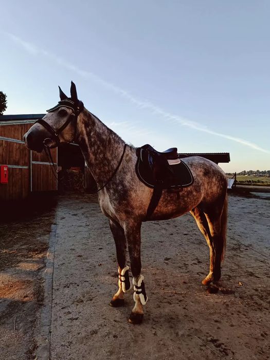 Sprzedam ochraniacze Kentucky