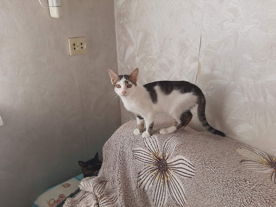 Котик игривый бесплатно. Кот. Котенок. Котята даром