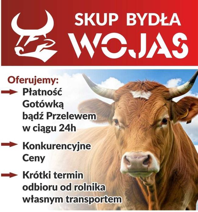 Skup bydło w każdej kondycji ! Krowy Byki Jałówki Konkurencyjne Ceny