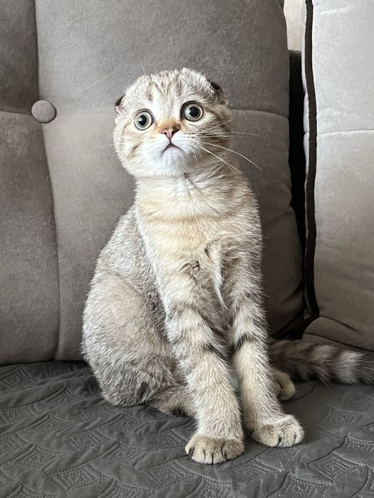 Шотландський хлопчик висловухий