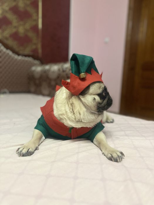 Костюм новорічний для собаки, костюм для собаки ельф