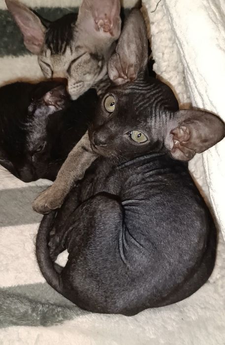 Петерболд. Петербургский свинкс (ориентальный).