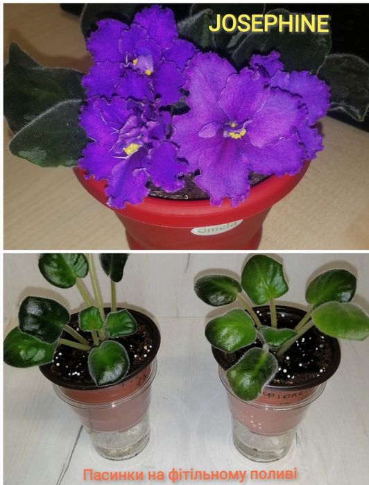 Сортові фіалки (сенполії) — листочки та дітки. Великий вибір! Оновлено