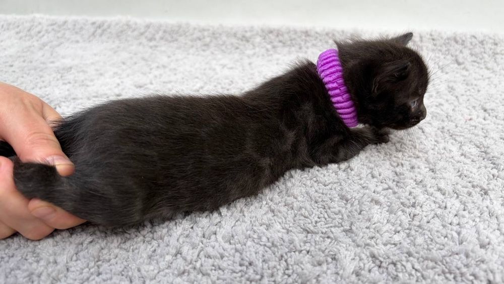 ЭКСКЛЮЗИВНЫЙ Бенгальский мальчик редкого красивого окраса MELANISTIC
